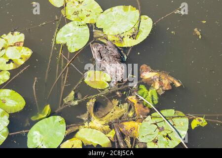 Anatra morta piena di mosche galleggia sull'acqua Foto Stock