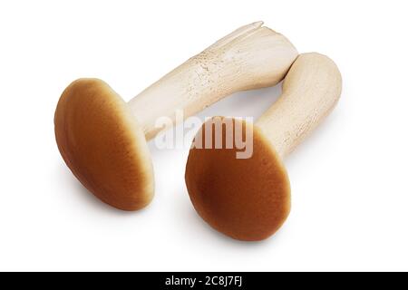 funghi al miele isolati su sfondo bianco con percorso di ritaglio e profondità di campo completa Foto Stock