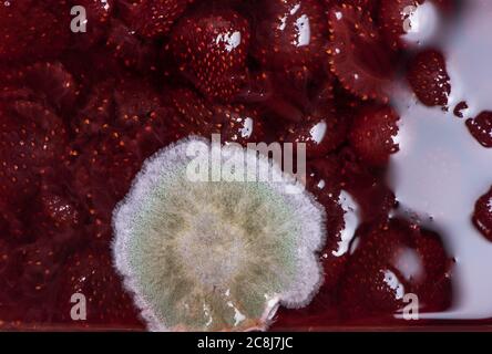 Stampo su confettura di fragole primo piano Foto Stock