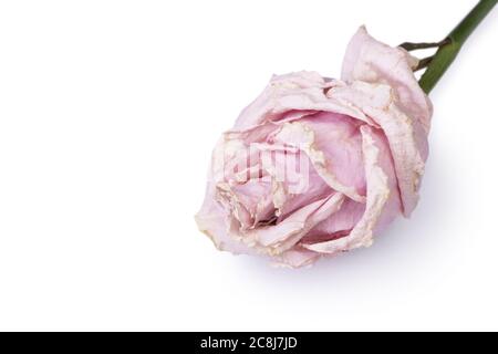 Testa di fiore di rosa secca isolata su sfondo bianco Foto Stock