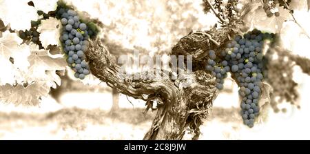 Grappoli di uve sulla vite in vigneto Bordeaux Francia Foto Stock