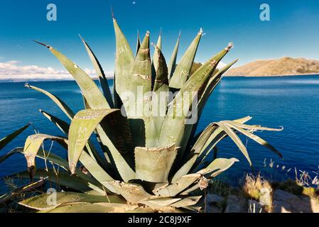 Vista del lago Titicaca al confine tra Perù e Bolivia. Foto Stock