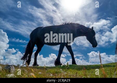 Vista sulla campagna irlandese con cavallo nero nella contea di Donegal. Foto Stock