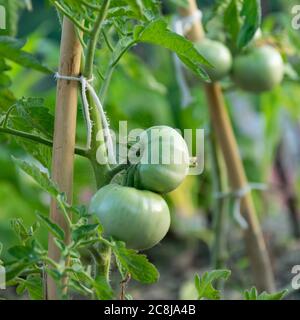 Pomodori verdi crudi. Produzione locale sana Foto Stock