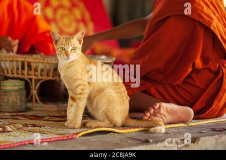 Gatto zenzero a righe guardando la macchina fotografica sul tappetino in primo piano si trova dietro il monaco buddista laotiano novizio in un padiglione in un tempio. Laos Sud. Foto Stock