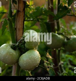 Pomodori verdi crudi. Produzione locale sana Foto Stock