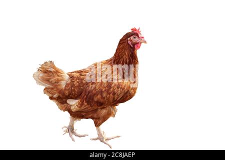 Una gallina marrone isolato su sfondo bianco. Foto Stock