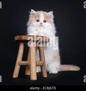 Bianco soffiato con crema gattino British Longhair, in piedi dietro poco sgabello di legno. Guardando verso la fotocamera con gli occhi arancioni. Isolato su sfondo nero Foto Stock