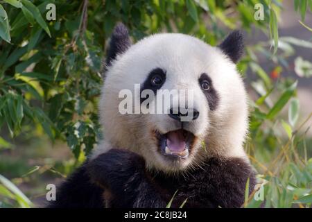 Panda gigante famiglia mangiare il bambù appoggiato su di una pietra Foto Stock