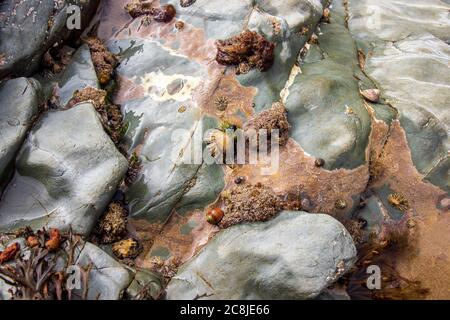 Pietre colorate di PolzeathBeach su una spiaggia inglese in Cornovaglia Foto Stock