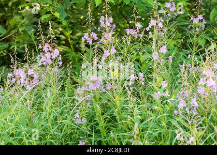 Chamaenerion angustifolium, fireweed, fiori di willowwib grande in fuoco macro selettivo di prato Foto Stock