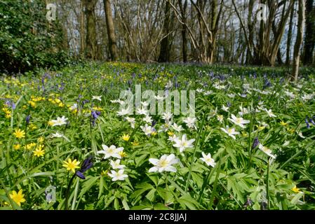 Anemoni di legno (Anemone nemorosa), celandine minori (Ranunculus ficaria) e Bluebells (Hyacinthoides non-scripta) fiorite in sottobosco Regno Unito Foto Stock