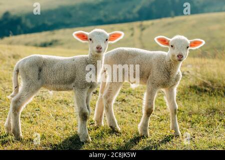 Due agnelli sul prato in una giornata di sole Foto Stock