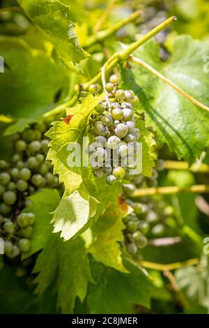 Grappoli di uve che crescono su una vite, in una giornata estiva soleggiata Foto Stock