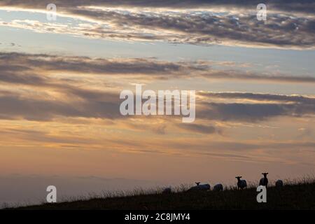 Silhouettes pecore su una collina in Sussex, all'alba Foto Stock