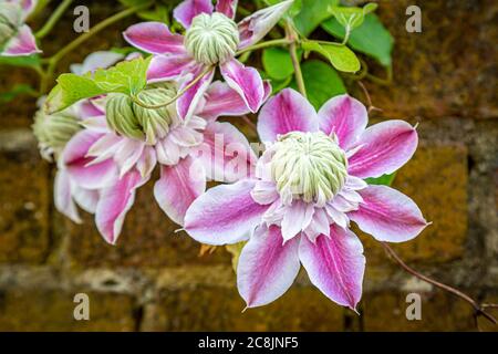 Un grande Clematis Josephine rosa che si stema su una parete da giardino Foto Stock