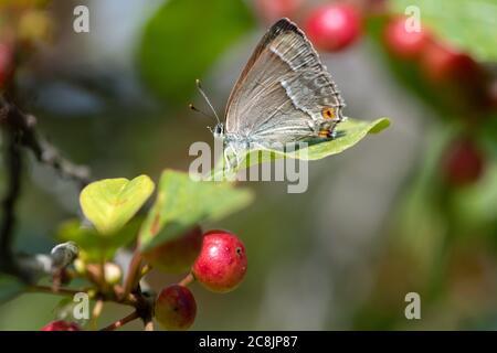 Purple hairstreak farfalla (Favonius quercus) UK Foto Stock