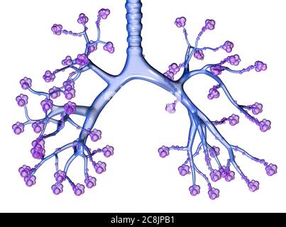 Illustrazione che mostra trachea, bronchioli e alveoli polmonari trasparenti Foto Stock