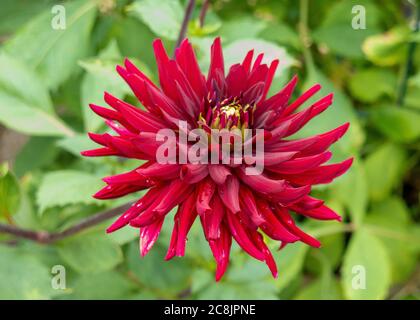 Dahlia 'Chat Noir " Foto Stock