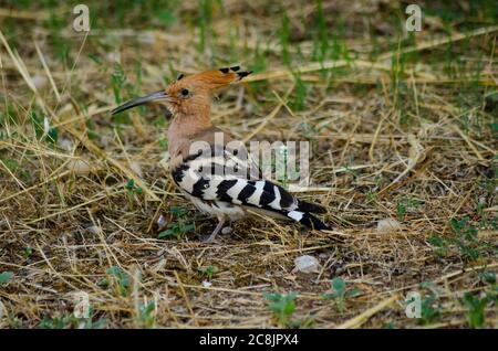 Eurasian Hoopoe (Upupa epps) foraggio per cibo in Attica Grecia Foto Stock