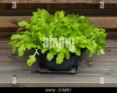 Foglie verdi di lattuga, varietà Green Salad Bowl, che cresce in una ciotola di plastica Foto Stock