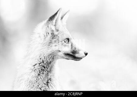 Fox nel bosco di Manchester. Foto Stock