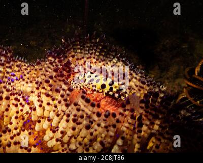 Coleman's Shrimp, maschio e femmina, Periclimenes colemani onn un fuoco tossico Urchin, Astropyga radiata Foto Stock