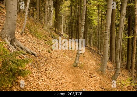 Percorso turistico nei boschi, montagne Malá Fatra, Slovacchia Foto Stock