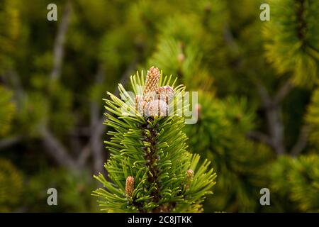 Piccoli coni all'estremità del ramo pinus mugo, Slovacchia Foto Stock