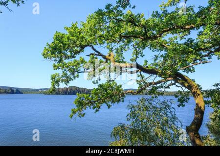 Francia, dipartimento Yonne, Parco Naturale Regionale Morvan, Chastellux sur Cure, Lac du Crescent, Lago Crescent in estate Foto Stock