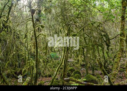 Francia, dipartimento Nievre, Parco Naturale Regionale Morvan, Lorrmes, Gole di Narvau, gole Narvau, foresta Foto Stock