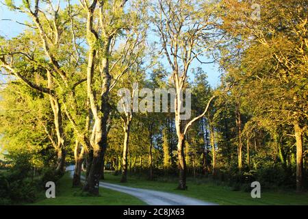 Tramonto luce del sole (ora d'oro) su grandi alberi di foresta con una piccola strada che li attraversa a Pwlllheli, Galles del Nord Foto Stock