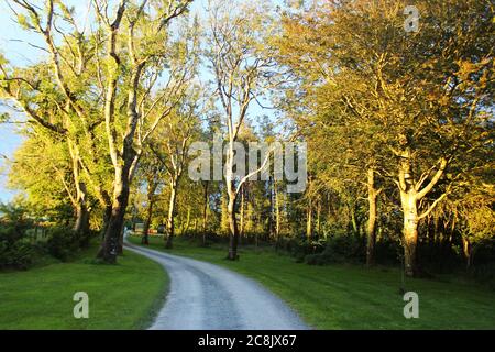 Tramonto luce del sole (ora d'oro) su grandi alberi di foresta con una piccola strada che li attraversa a Pwlllheli, Galles del Nord Foto Stock