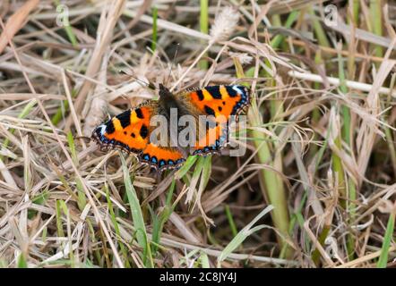 Primo piano di piccole tartaruga (Aglais orticae), East Lothian, Scozia, Regno Unito Foto Stock