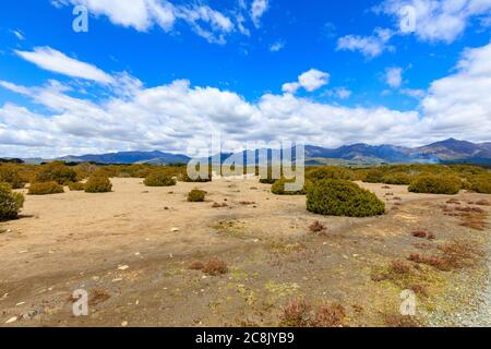 Antica foresta di Bog Pine nella riserva scientifica Wilderness con montagne in lontananza e nuvole bianche su un cielo blu. Foto Stock