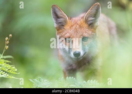 Fox in lussureggiante bosco nella Greater Manchester. Foto Stock