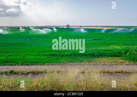 Campi di cereali irrigati da sprinkler in un'area piovita. Foto Stock