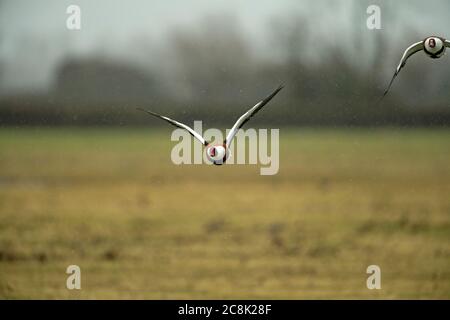 SHELLDUCK, coppia in volo, paese occidentale Regno Unito Foto Stock