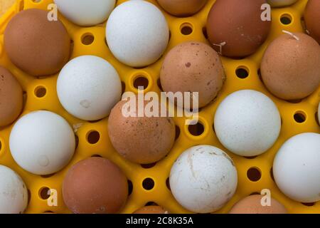 galline uova in un vassoio di plastica giallo Foto Stock