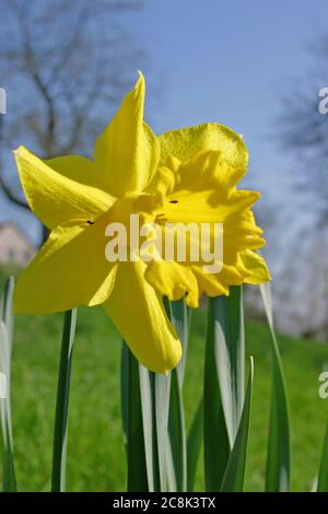 daffodil selvaggio sul prato di fronte al cielo blu Foto Stock