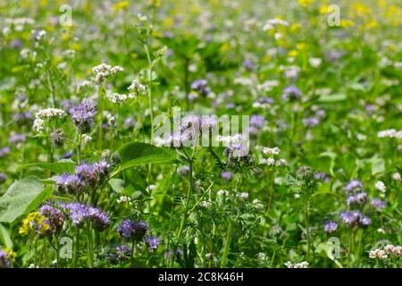 Blue Tansy anche chiamato Phacelia tanacetifolia o piovosa phazelie Foto Stock