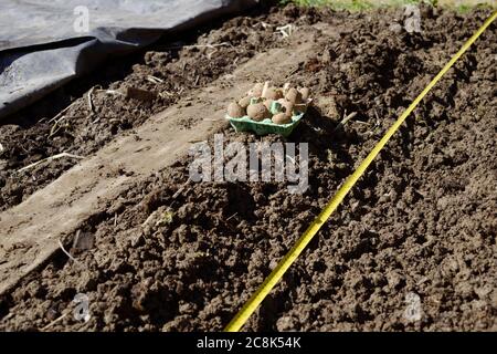 Patate primaticce "Casablanca" tagliate in scatole di uova, pronte per la piantagione a fianco di trincea con nastro di misurazione, plastica nera utilizzata per il riscaldamento del terreno arrotolato Foto Stock