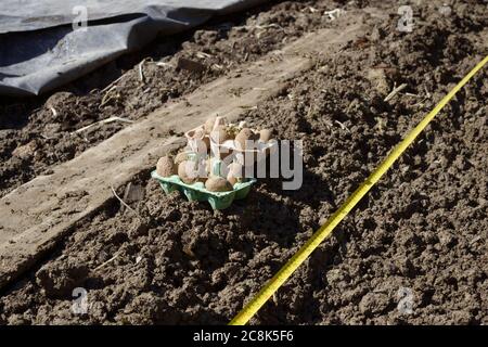 Patate primaticce "Casablanca" tagliate in scatole di uova, pronte per la piantagione a fianco di trincea con nastro di misurazione, plastica nera utilizzata per il riscaldamento del terreno arrotolato Foto Stock