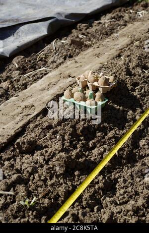 Patate primaticce "Casablanca" tagliate in scatole di uova, pronte per la piantagione a fianco di trincea con nastro di misurazione, plastica nera utilizzata per il riscaldamento del terreno arrotolato Foto Stock