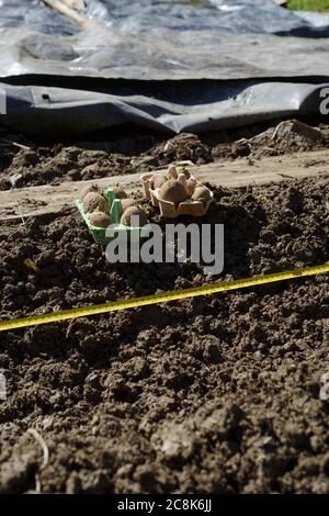 Patate primaticce "Casablanca" tagliate in scatole di uova, pronte per la piantagione a fianco di trincea con nastro di misurazione, plastica nera utilizzata per il riscaldamento del terreno arrotolato Foto Stock