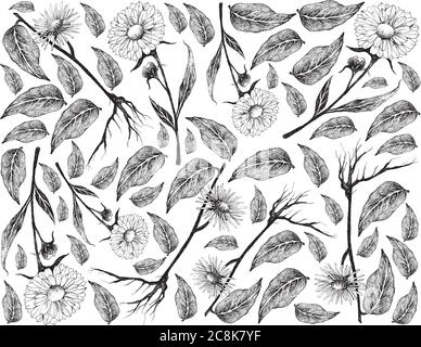 Fiori e piante di erbe, illustrazioni disegnate a mano di Calendula o fiori di Marigold e piante di Elecamppane, Helenium di Inula, Heal di Cavallo o Elfdock usate per Illustrazione Vettoriale