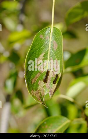 Caliroa cerasi, Pear Slug Sawfly larve che si nutrano su foglie di Pere, Galles, Regno Unito. Foto Stock