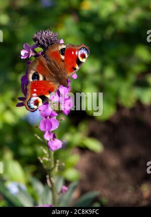 Un primo piano di farfalla di pavone con ali aperte su una perenne fioritura di fiori di campo Foto Stock
