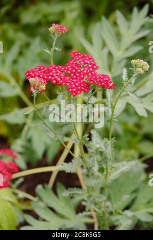 Achillea millfolium, Yarrow 'Red Velvet', Galles, Regno Unito. Foto Stock