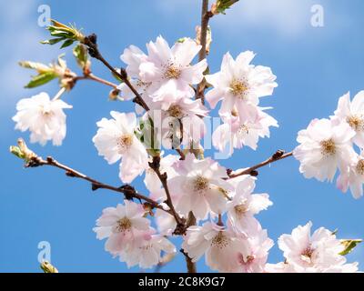 Un'ape di miele catturata a metà volo che raccoglie polline dalla fioritura di un albero di ciliegio di pungo Prunus in primavera nel Regno Unito Foto Stock